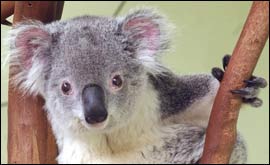 A Koala