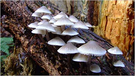 Fungi by Mike Valentine