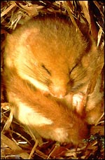 Dormouse