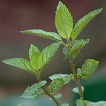 Peppermint