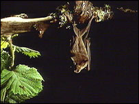 A Greater Horseshoe Bat 