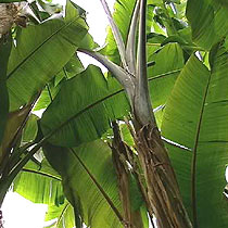 Musa sikkimensis