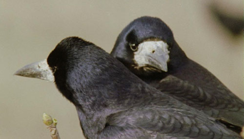Pair of rooks