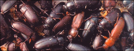 Mealworm beetles