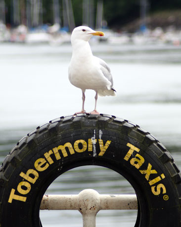 Billy also caught this great shot of a seagull waiting for a taxi in Tobermory.