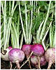 Turnips.