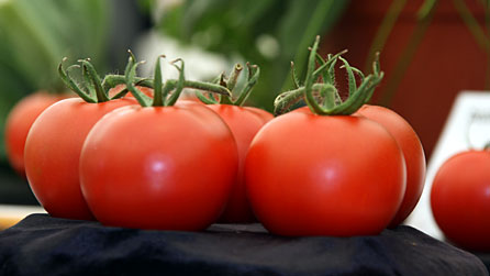 Tomatoes on display