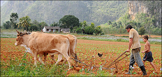 Campesino en Cuba. (Foto: Raquel Pérez)