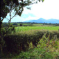 A garden with a view