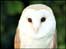 Barn Owl