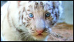 Filhote de tigre-de-bengala