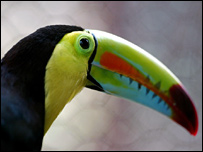 جنگلی حیات(فائل فوٹو)