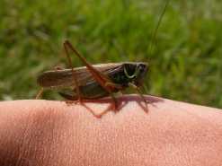 Dylan Winter and a volunteer cleaning the beach