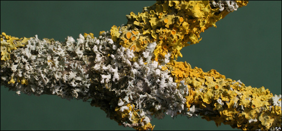 Lichen