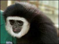 A Gibbon