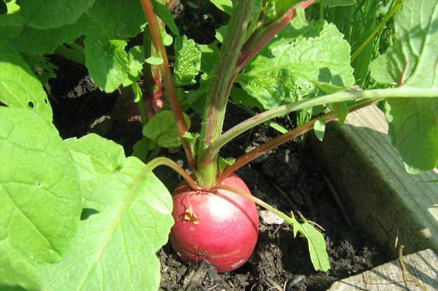 Radish