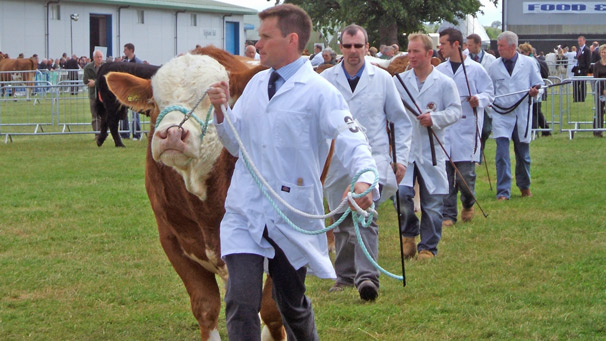 Stockmen parading entrants in the first class of the Elite Beef breeder Championship/Junior Bull Championship on Friday morning.