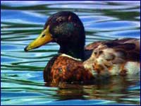 Image of a duck