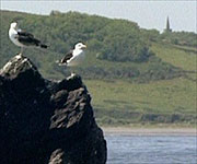 St Keverne's church spire on the mainland, landmark for sailors to be careful of the Manacles submerged rocks