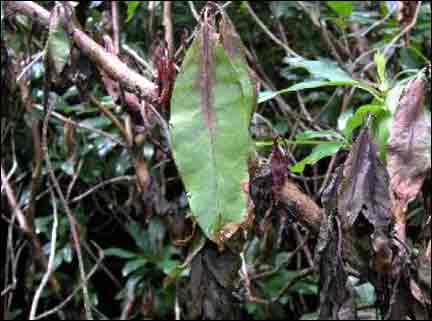 diseased rhododendron leaves