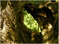 Mature Oak woodland. Photo - Forestry Commission