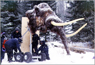 Mammoth model