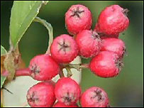 Cotoneaster