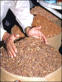 جلغوزې
