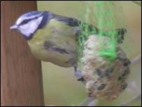Blue Tit on seed dispenser