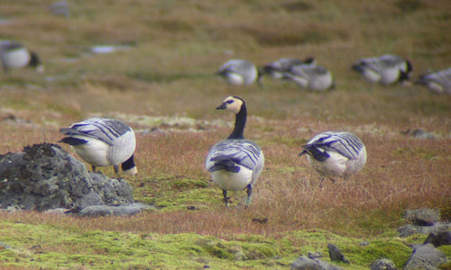baracle-geese-blog-1.jpg