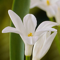Chionodox luciliae 'Gigantea Alba'