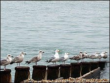 10gulls_small.jpg