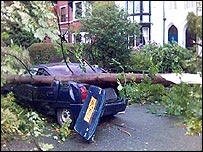 Car destroyed by a fallen tree
