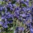 Islands Index (Image: Bluebells on Skomer)