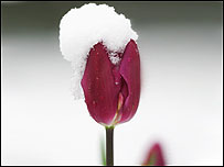 Tulip in the snow