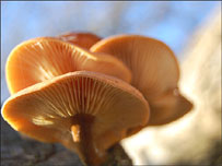 A close up photograph using macro settings