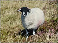 Sheep on the North York Moors 