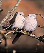 Collared dove
