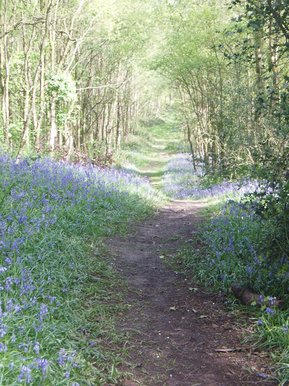 Bluebell avenue
