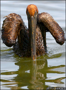 Brown_pelican