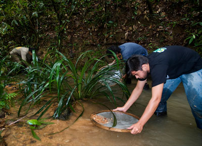 Stenolicnus ix, catfish, amazon, new species, fish, must credit Adriano Gambarini/Conservation International