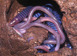 Boulengerula taitanus (a species of Caecilian) with its young