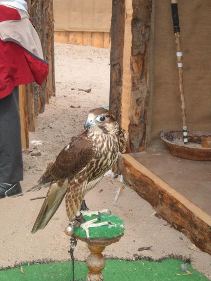 Viking Hawk