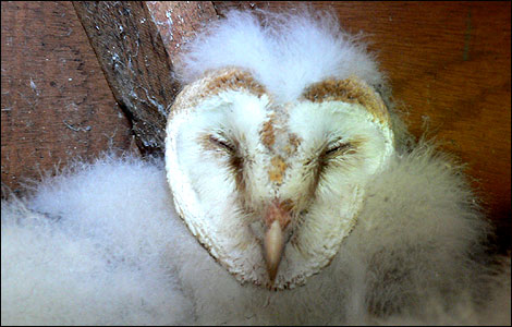 Barn Owl