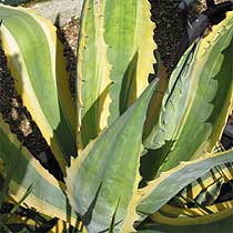 Agave