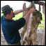fermier