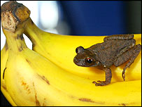 rã sobre bananas