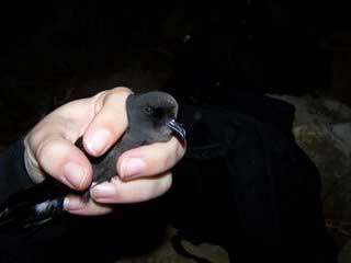 stormpetrel1.jpg