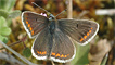 Brown argus butterfly by James