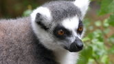 Lemur